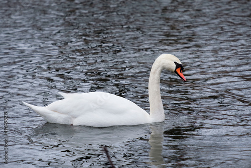 Mute swan in the water  Cygnus olor