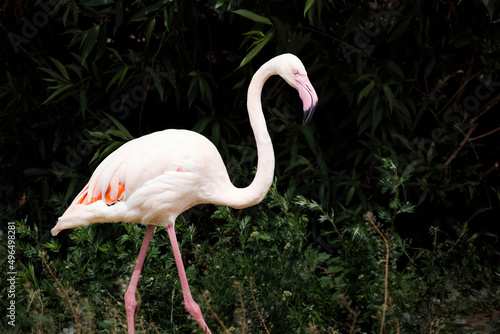 Greater flamingo in the nature