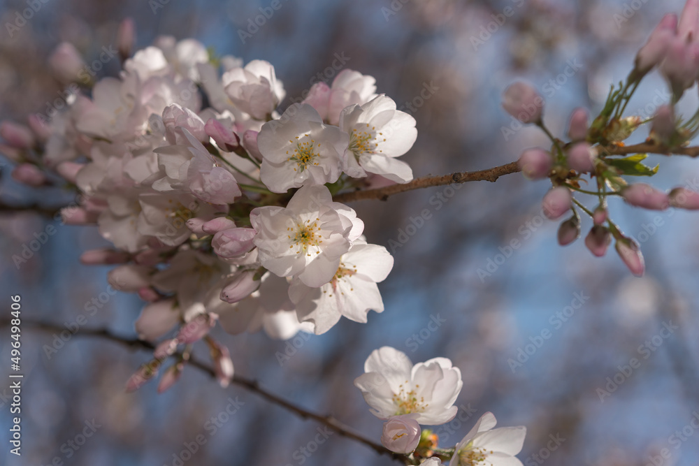 cherry tree blossom cherry tree blossom