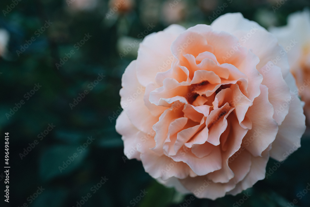 Close-up view of a Pink rose Close-up view of a Pink rose