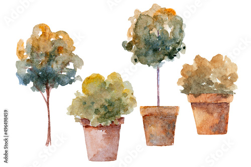Watercolor drawing of plants isolated on the white background. Hand painted illustration of green on pot