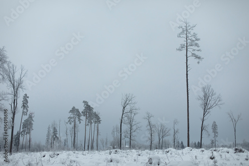 Wallpaper Mural Winter landscape. Deforestation in winter. Field in snow.. Remaining trees. Torontodigital.ca