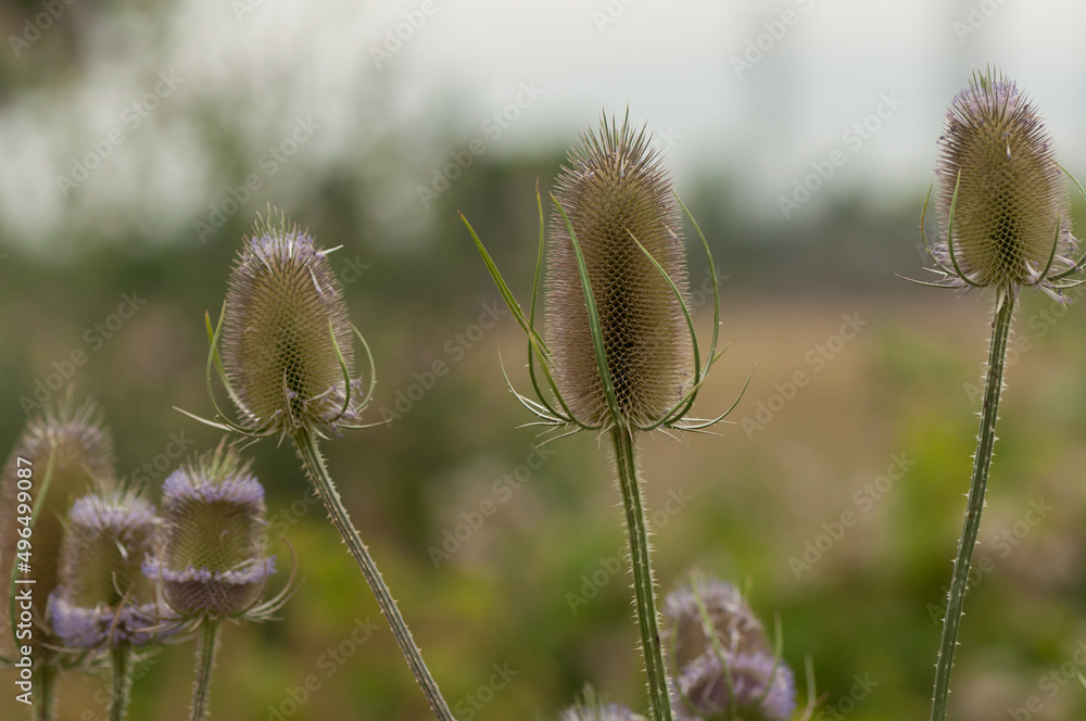 Dipsacus (teasel, teazel, teazle) partly in bloom and growing in a field Dipsacus (teasel, teazel, teazle) partly in bloom and growing in a field