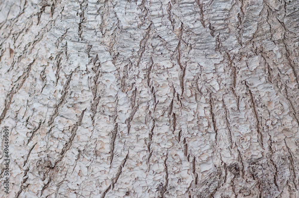 bark of Beaucarnea recurvata tree bark of Beaucarnea recurvata tree