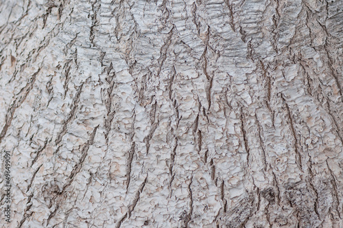 bark of Beaucarnea recurvata tree