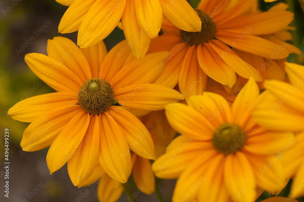 yellow flowers close up (rudbeckia)