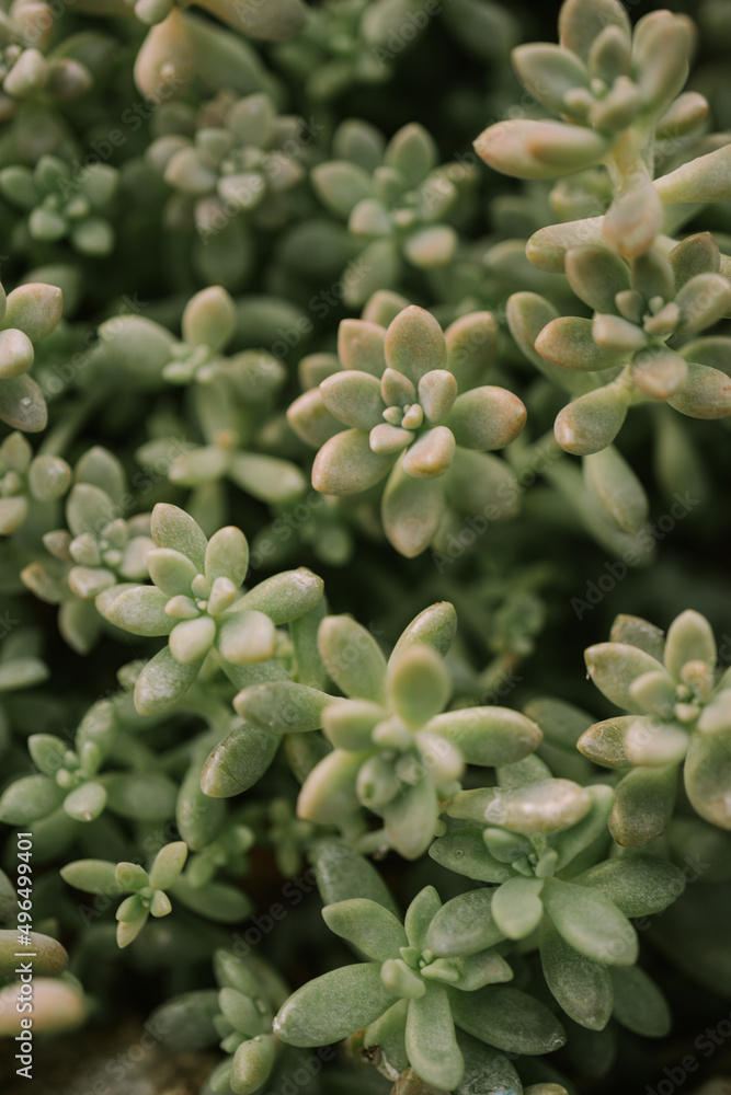 Succulent Pachyphytum oviferum in botanical Queen Sirikit Garden in Chiang Mai province Succulent Pachyphytum oviferum in botanical Queen Sirikit Garden in Chiang Mai province