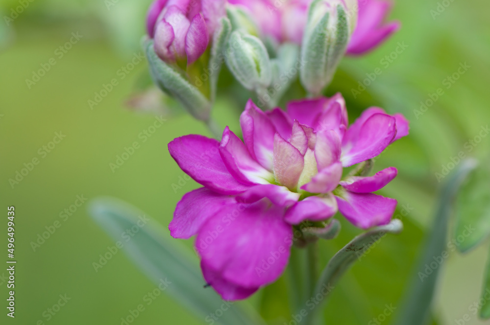 Matthiola incana or common stock close up Matthiola incana or common stock close up