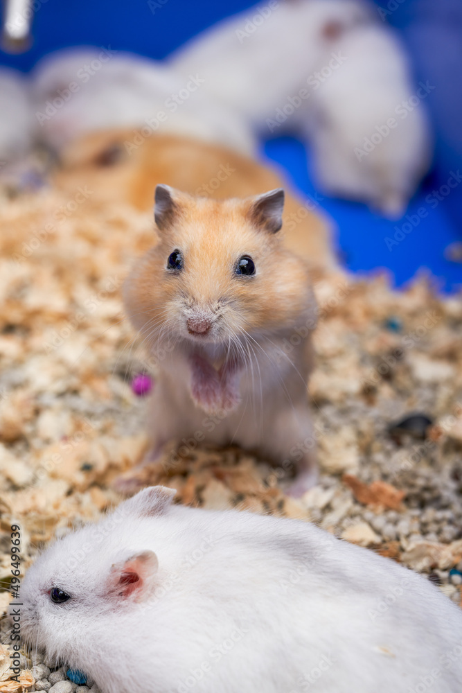 Cute little hamsters for sale at the flower and bird market Cute little hamsters for sale at the flower and bird market