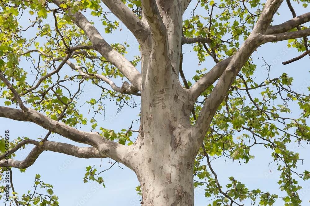 Platanus × acerifolia or London plane tree on a light blue sky