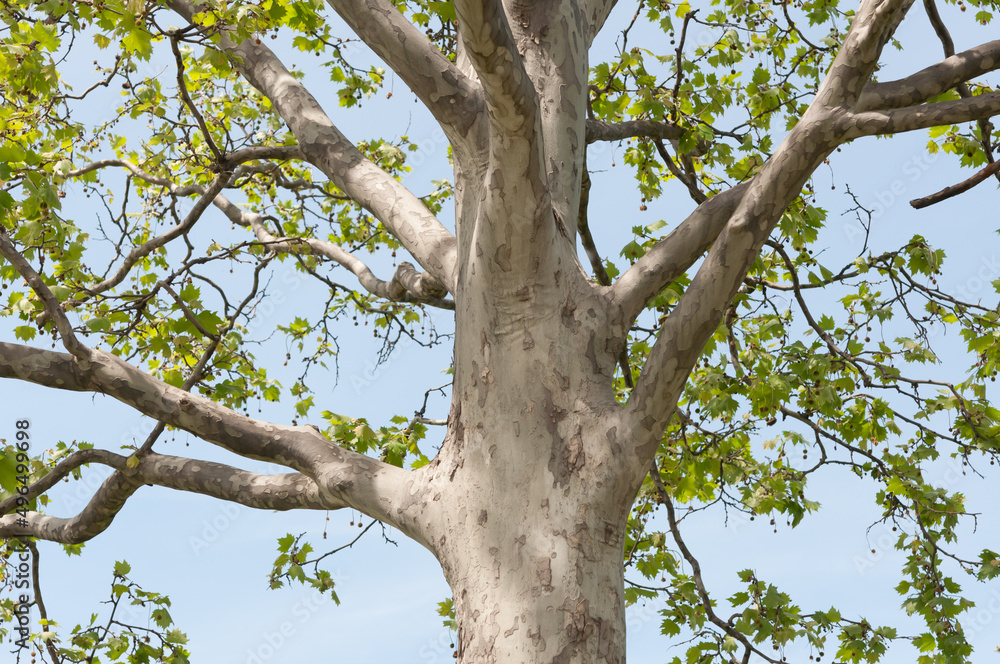Platanus × acerifolia or London plane tree on a light blue sky Platanus × acerifolia or London plane tree on a light blue sky