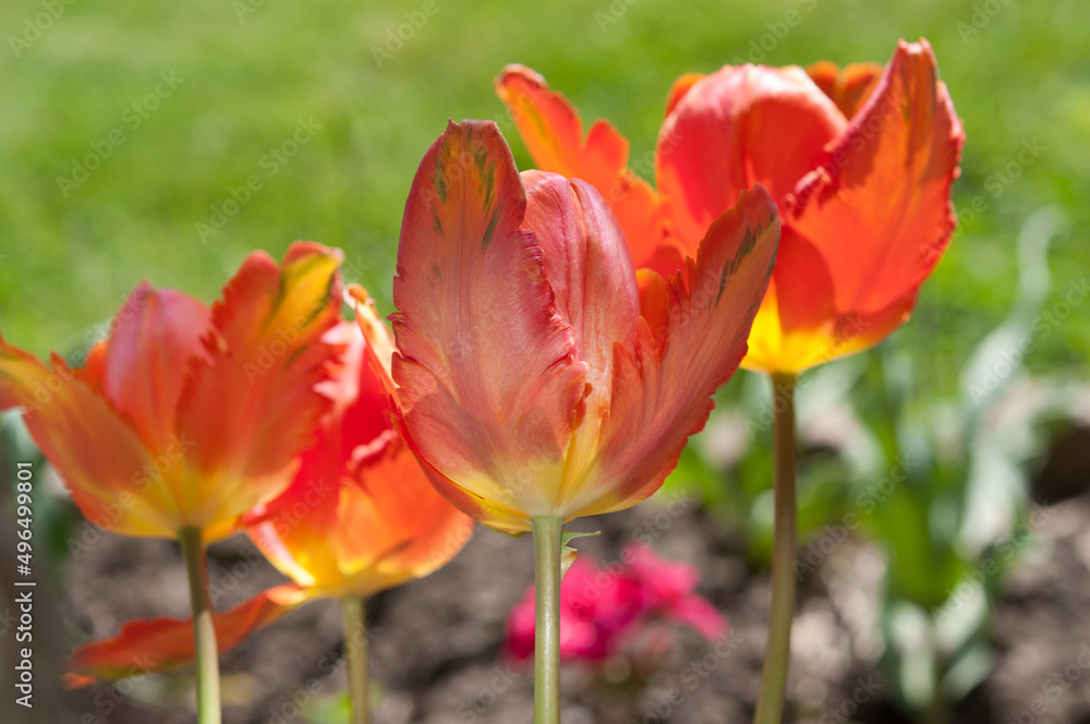 parrot tulips in the garden (with artificial light) parrot tulips in the garden (with artificial light)