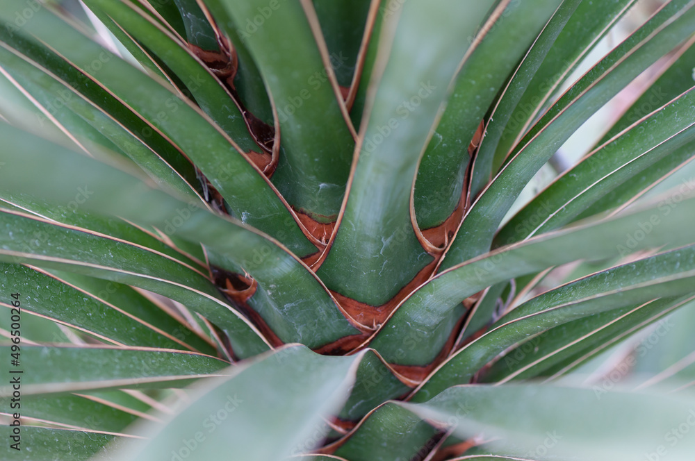 Fototapeta premium aloe vera plant (agave) close up