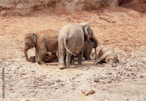 A group of Asian elephants including a calf are spotted bathing themselves in mud in Sri Lanka.