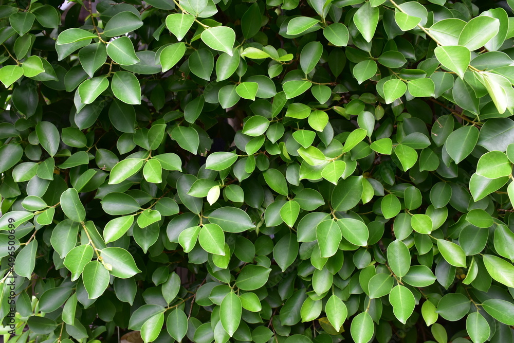 Close up of fence tree,Benjamin fig or weeping fig or ficus
 tree.green tree leaves.dark green natural.bright green fence tree.shiny leaves.background fence tree.texture leaves