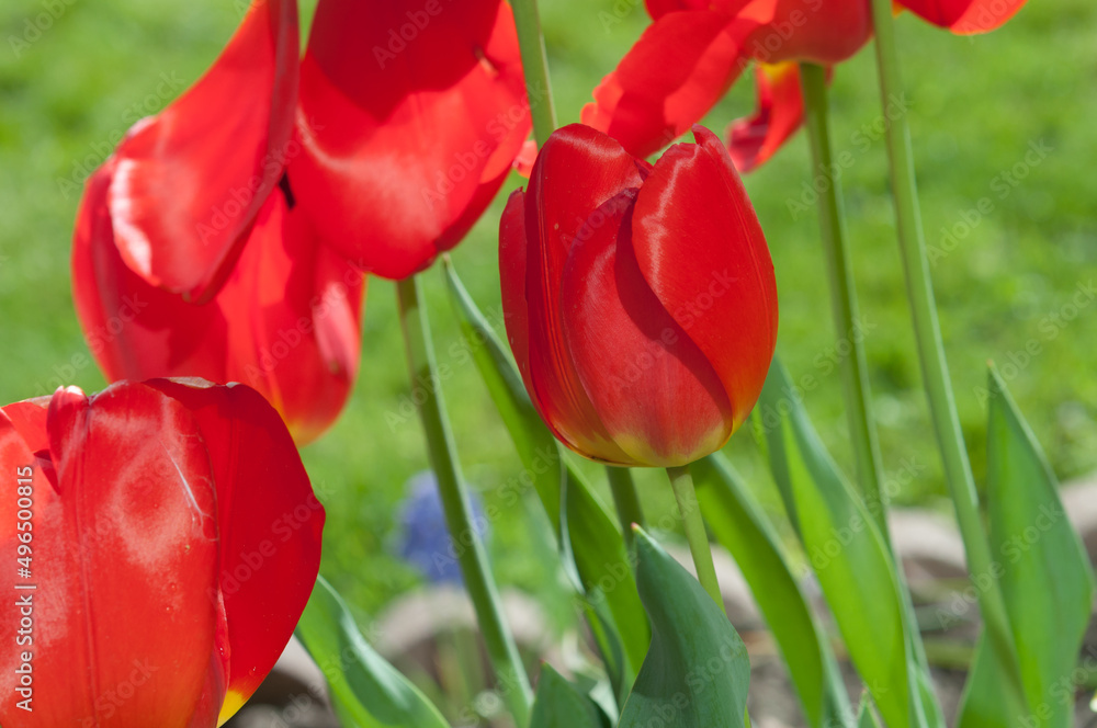 Fototapeta premium red tulips in the garden