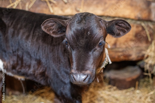 Young brown calf on a dairy farm. Newborn cow. Barn with hay.