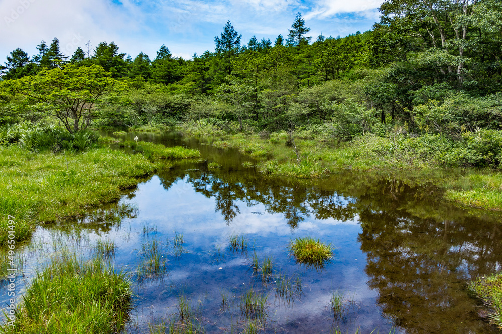 lake in the forest