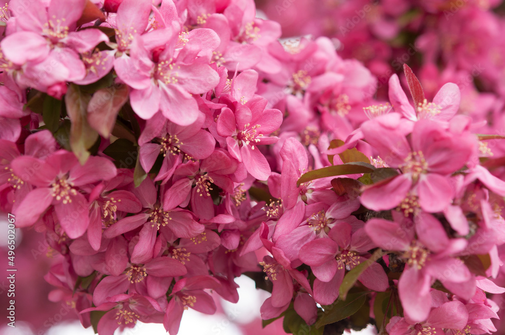 deep pink crab apple tree blossoms close up