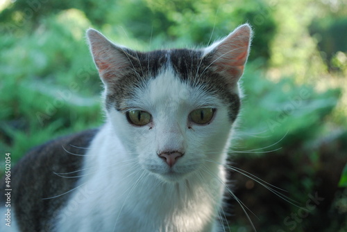 cat in the garden