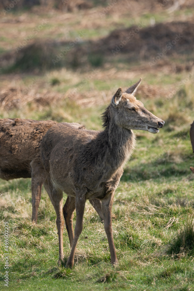 Photo of a female red deer in Richmond Park, UK during spring time. Animal in nature.