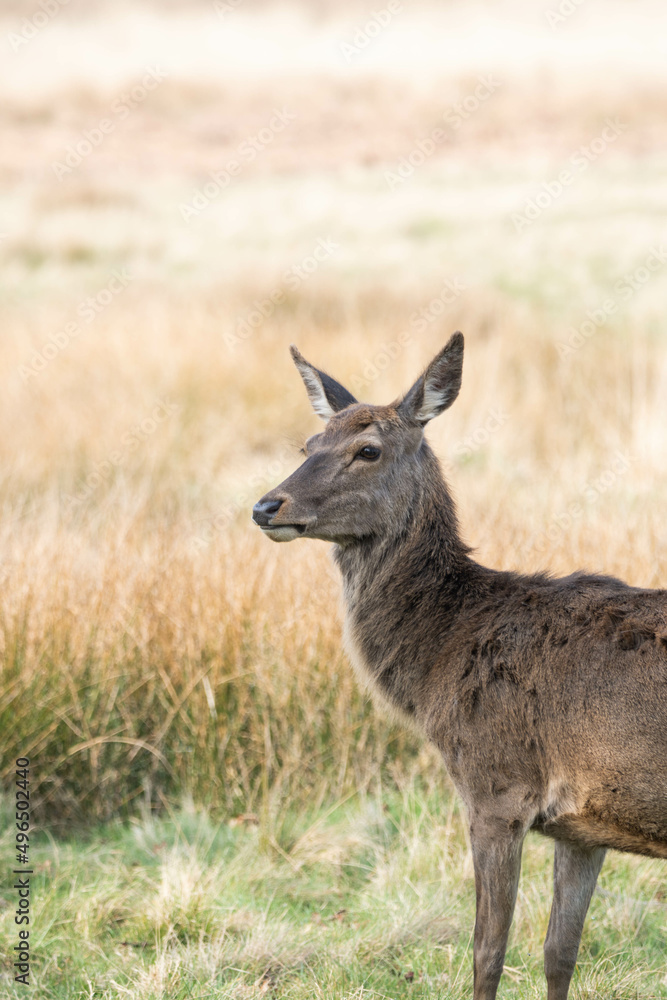 Photo of a female red deer in Richmond Park, UK during spring time. Animal in nature. Photo of a female red deer in Richmond Park, UK during spring time. Animal in nature.