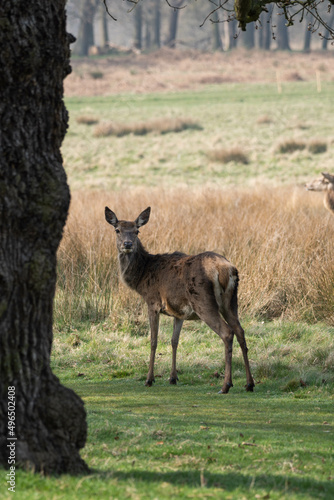 Photo of a female red deer in Richmond Park  UK during spring time. Animal in nature.