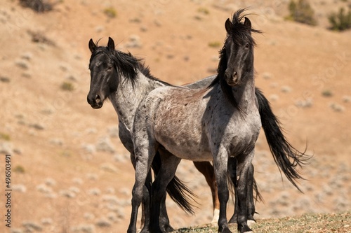 Wild Horses