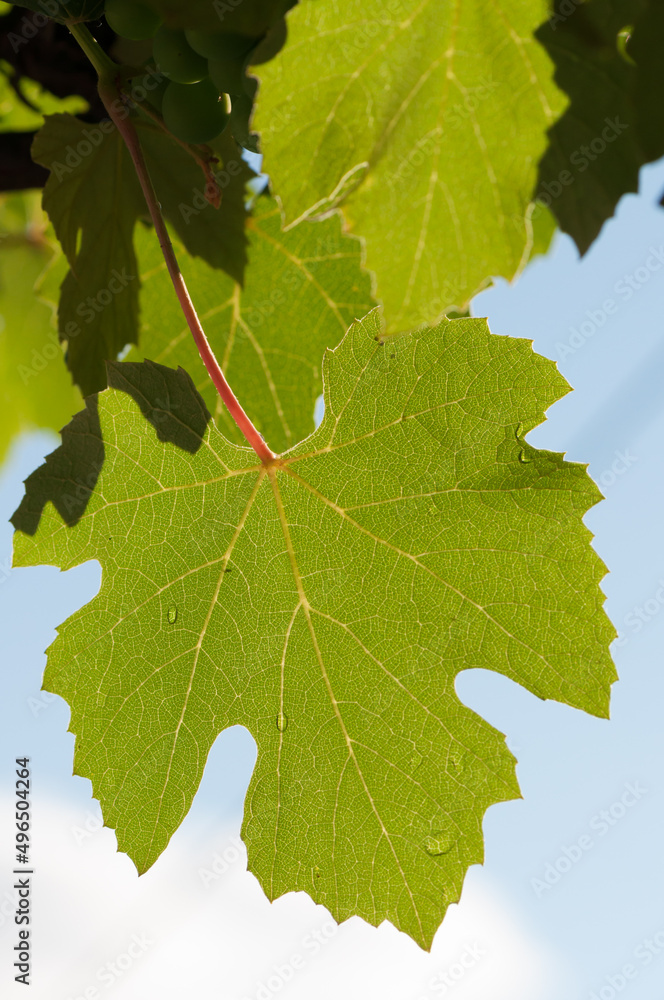 Niagara grape vine leaves on a blue sky Niagara grape vine leaves on a blue sky