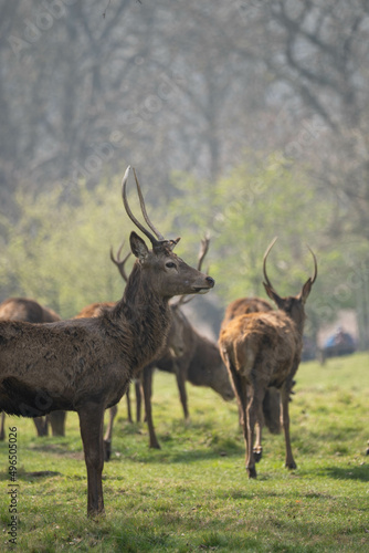 Photo of a male red deer in the middle of nature in Richmond Park  London  UK during spring.