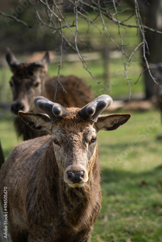 Photo of a male red deer with short stag in Richmond Park, London, UK