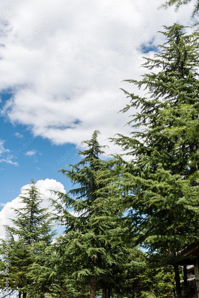Background of green trees and cloudy sky Background of green trees and cloudy sky