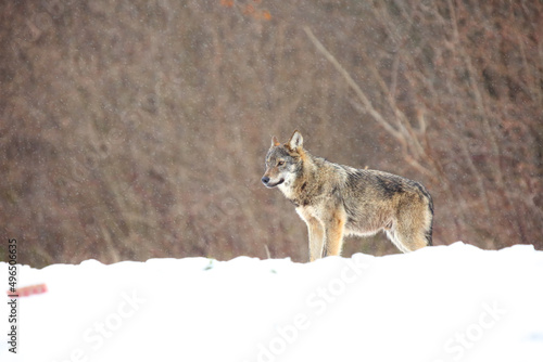 The wild european wolf (Canis lupus lupus) in the snow blizzard.