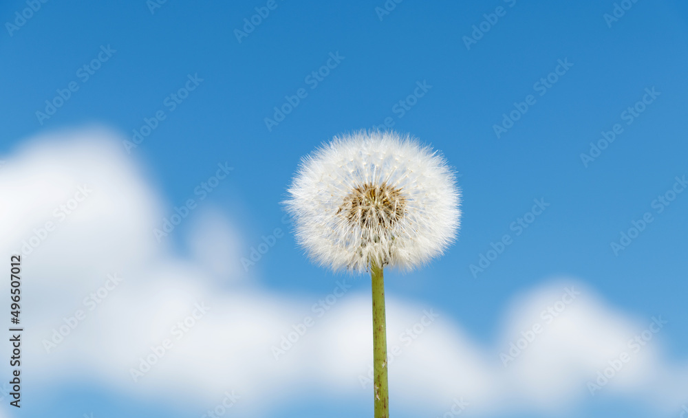 Dandelion under the blue sky Dandelion under the blue sky