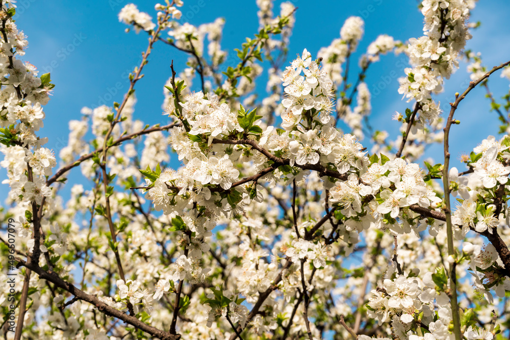 Magnolia trees and spring flowers at garden. blue sky background. Magnolia tree blooms in large beautiful pink flowers of magnolia. Magnolia trees and spring flowers at garden. blue sky background. Magnolia tree blooms in large beautiful pink flowers of magnolia.