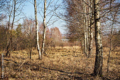Fototapeta Naklejka Na Ścianę i Meble -  brzozy na łące na tle niebieskiego nieba 