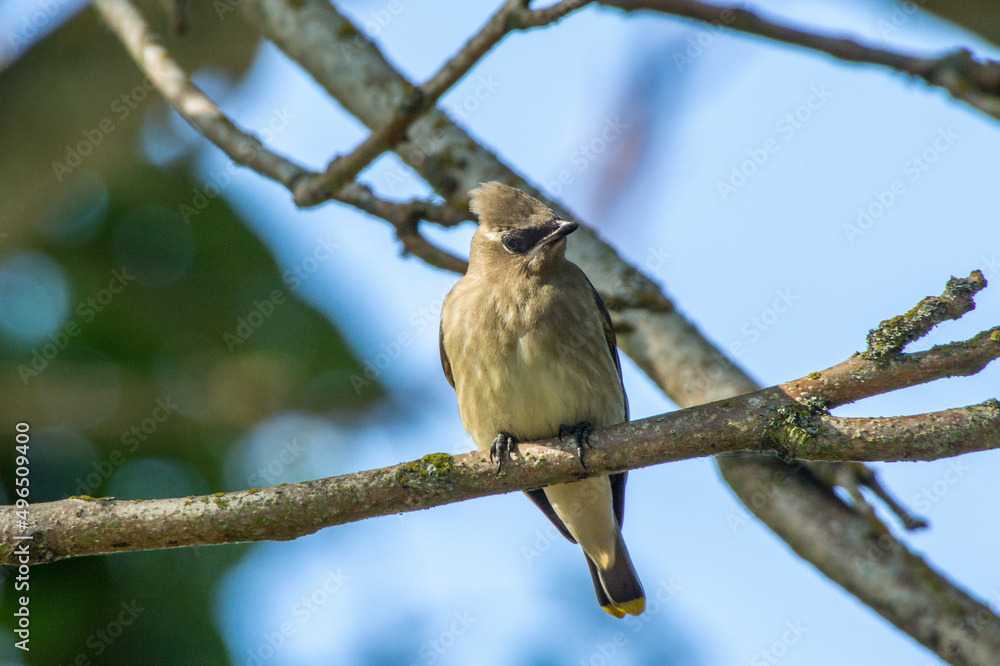 Cedar Waxwing in a Tree Cedar Waxwing in a Tree