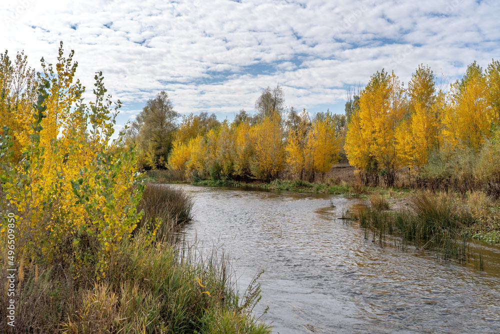 Autumn landscape. Trees with golden foliage grow on the banks of the river. There are beautiful clouds in the sky. Autumn landscape. Trees with golden foliage grow on the banks of the river. There are beautiful clouds in the sky.