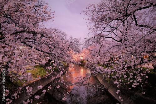 桜