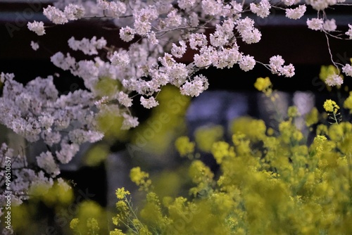 春の花