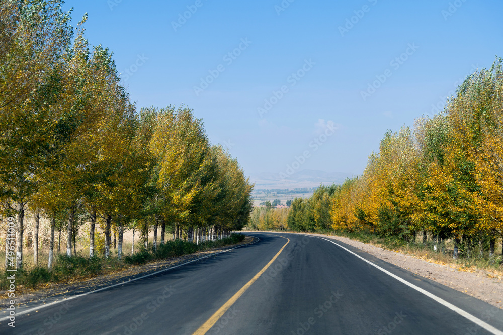 Curved asphalt road surrounded with trees on a sunny day