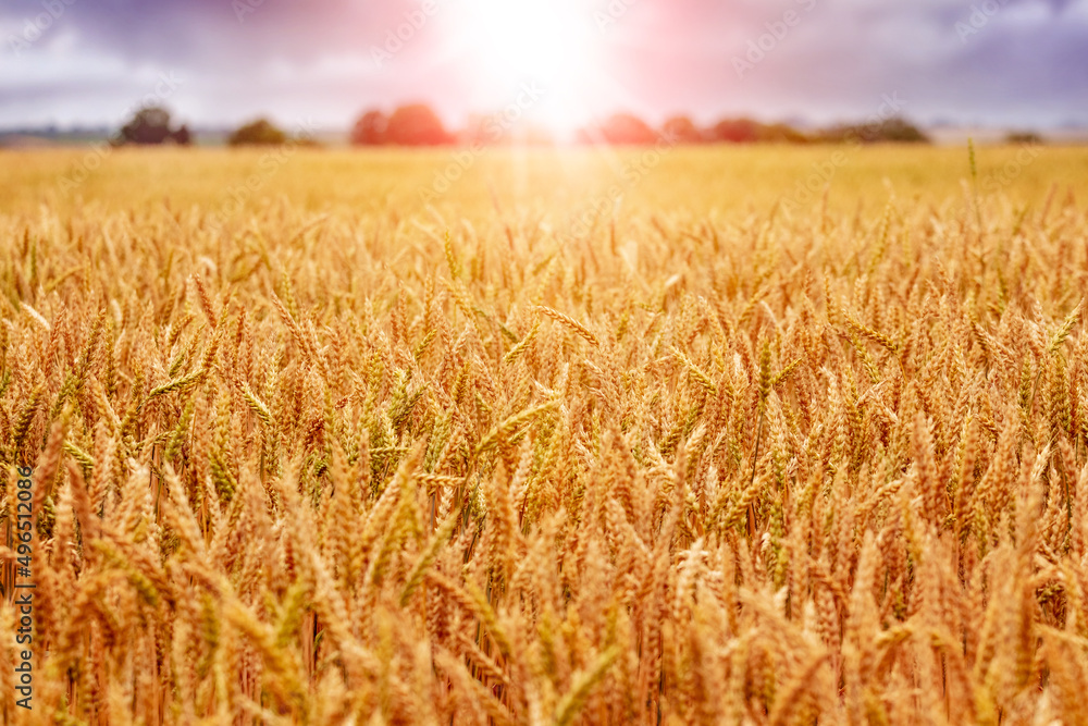Wheat field with yellow ripe spikelets at sunrise