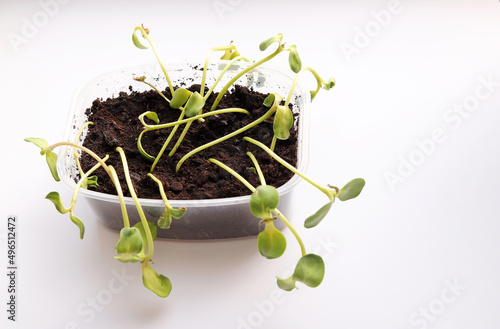 Sick seedlings. Withering and death of young seedlings