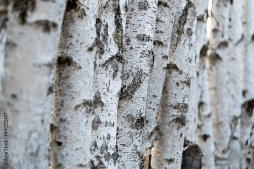 Detail of the birch tree trunks