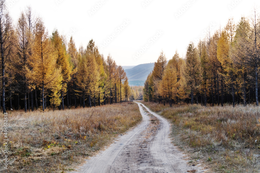 Field winding road through the forest Field winding road through the forest