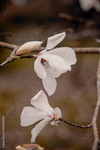 Beautiful white flower of magnolia on the tree branch. Natural blossom in the spring time. Shallow focus and depth of field. Nature pattern. 