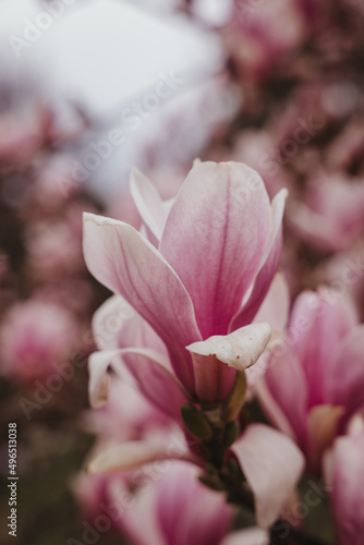 Beautiful pink flower of magnolia on the tree branch. Natural blossom in the spring time. Shallow focus and depth of field. Nature pattern. 