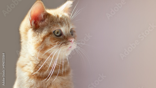 Closeup photography of the cute ginger cat with green eyes.Horizontal orientation,large banner.