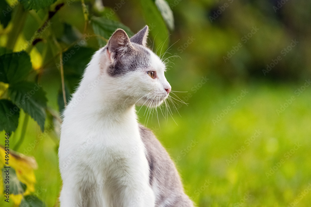 Young cat in the garden on a blurred background close up looking away
