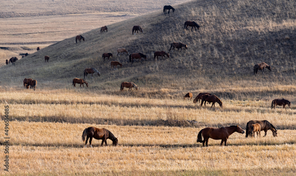 Fototapeta premium Horses on grass in autumn